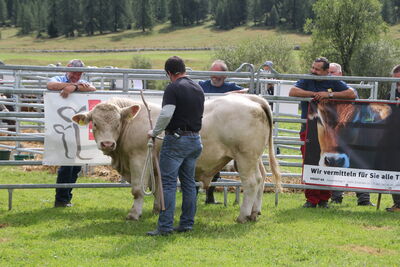 Muniflüsterer lors de l'événement beef.ch à Madulain | Photo : Martin Freund