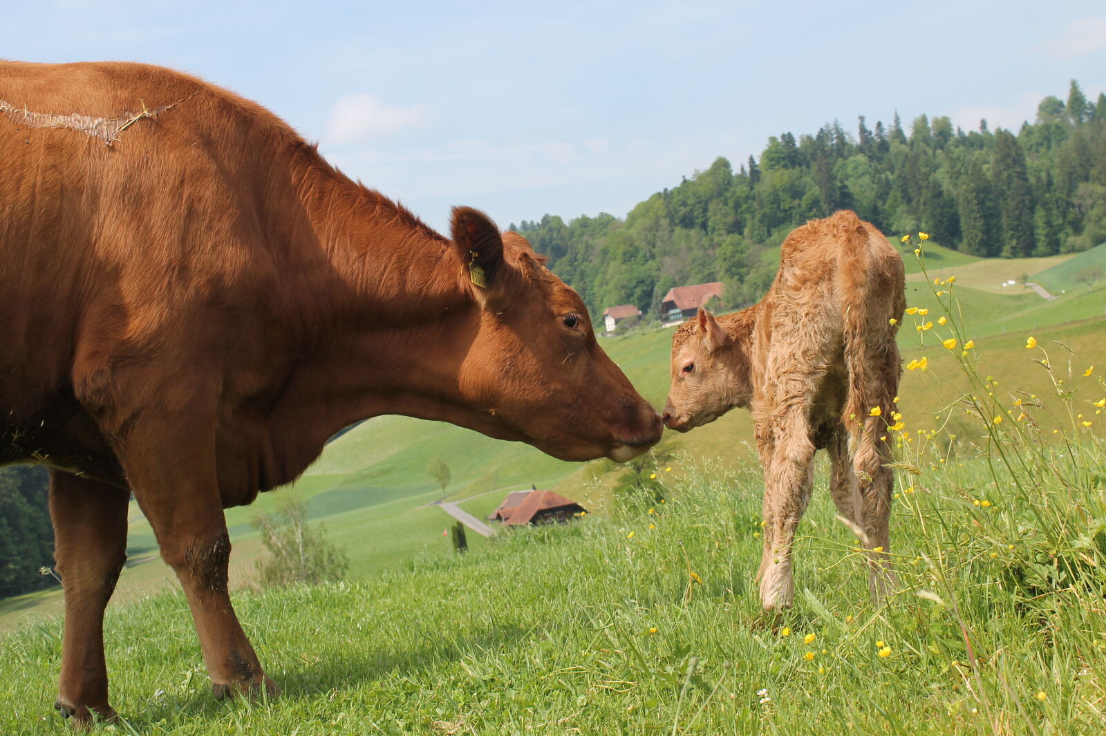 Vache limousine avec son veau | Photo : Ulrich Steiner