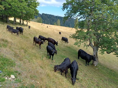Le troupeau Angus de John Haldemann dans les pâturages à flanc de coteau.