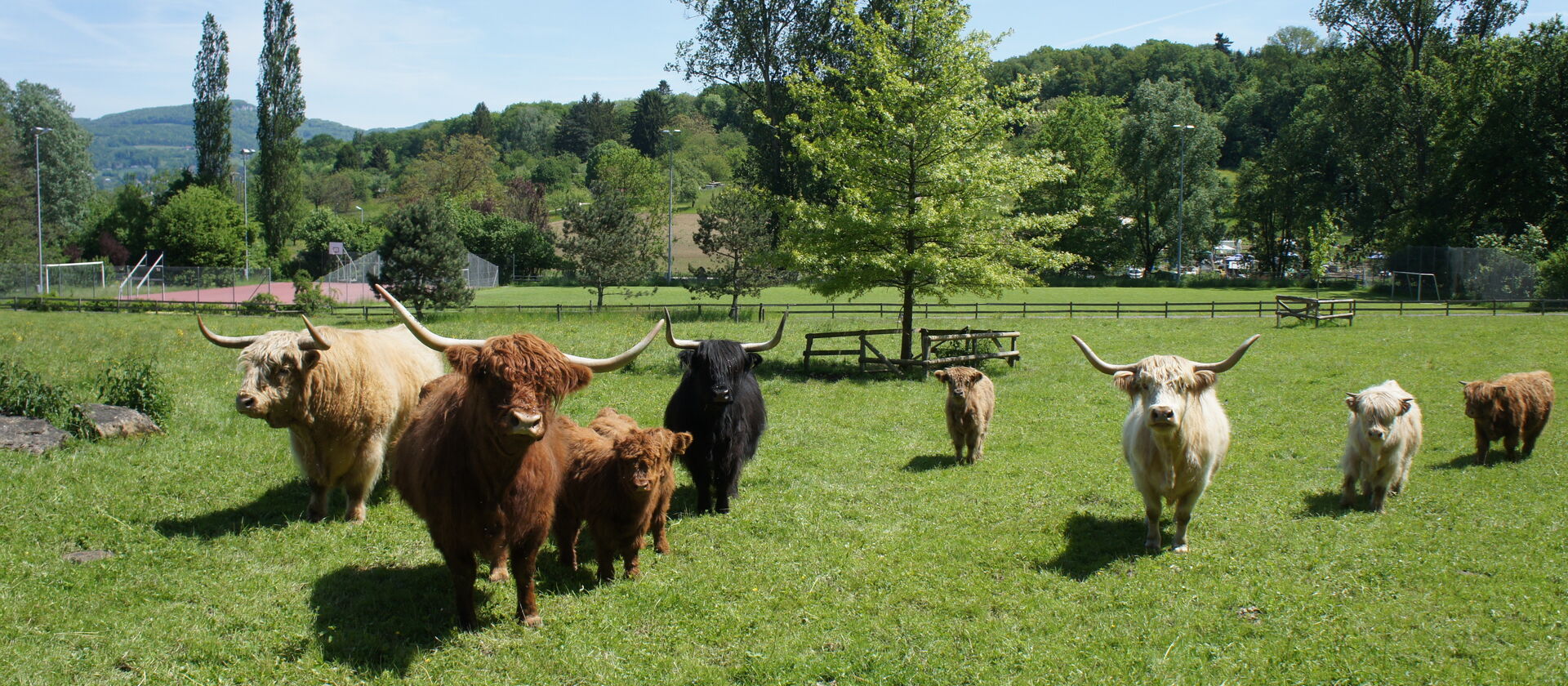 Troupeau de bovins Highland dans un pré | Photo : Walter Schluep