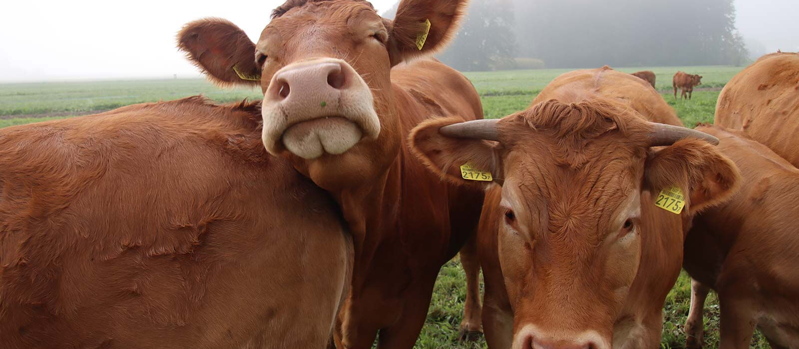 Mutterkuhherde-im-Grasland