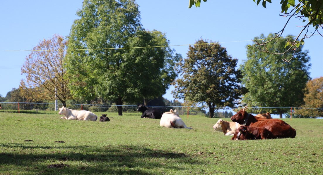Vaches allaitantes et veaux de différentes races dans un pâturage.