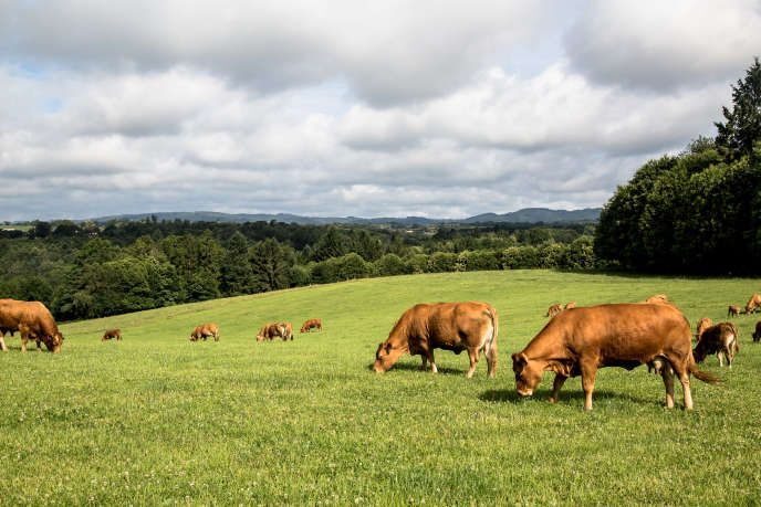 Troupeau de Limousins au pâturage