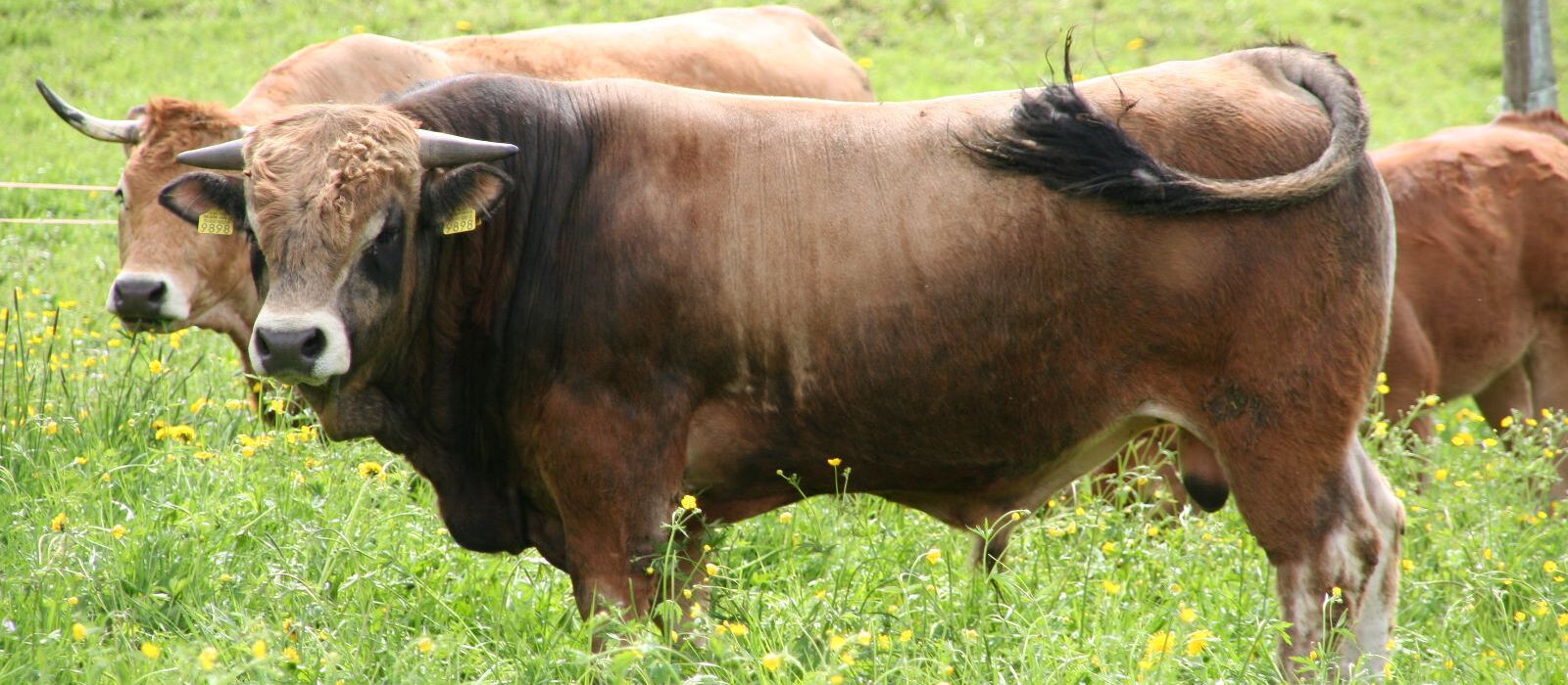 Taureau de la race Aubrac au pâturage