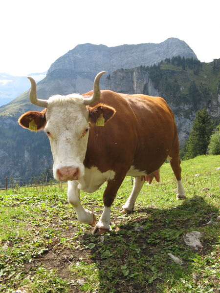 Bœuf de Hinterwälder dans les alpages | Photo : Emil Meyer