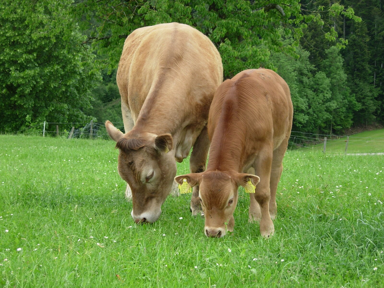 Bovins limousins au pâturage | Photo : Steiner