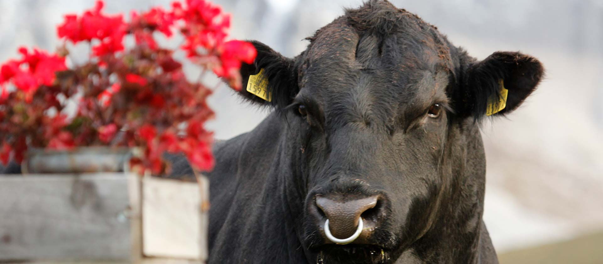 Taureau Black angus avec anneau nasal dans les alpages