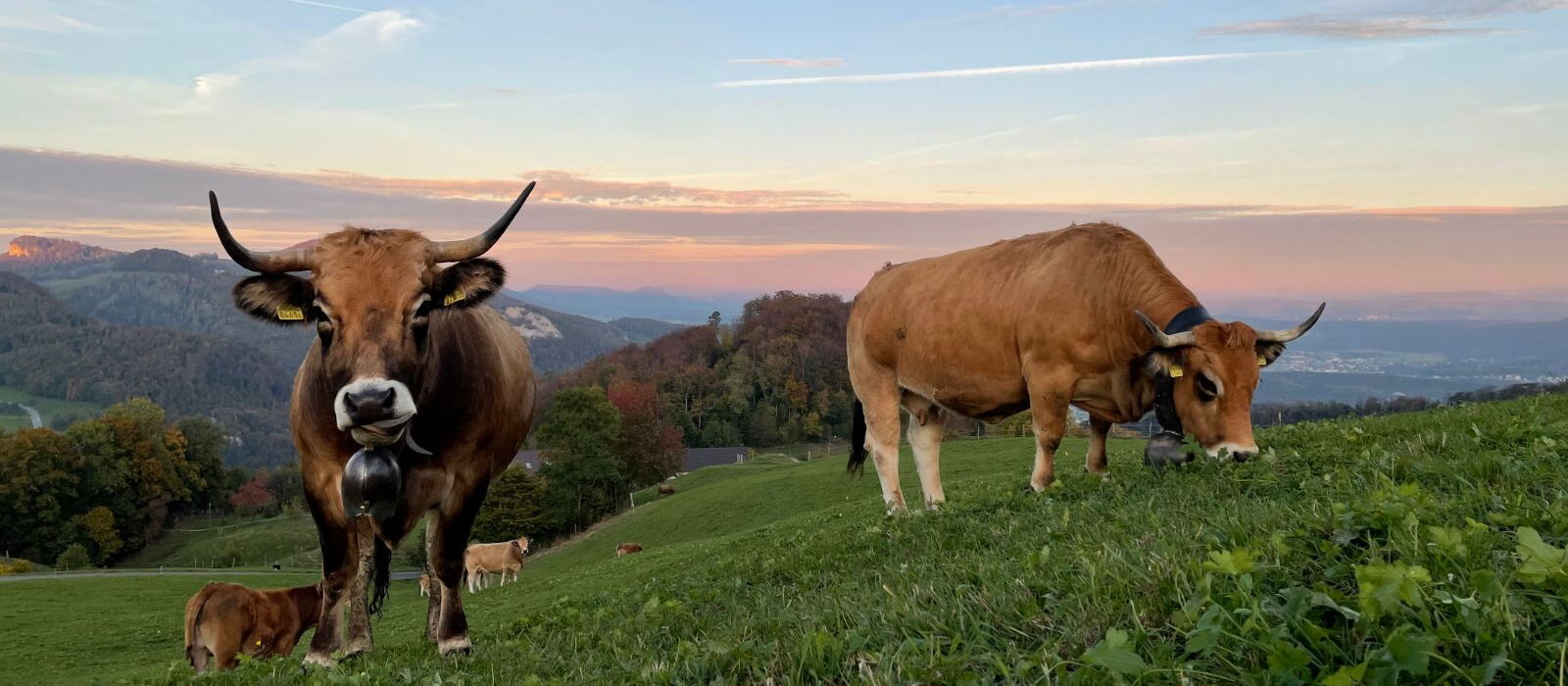 Bovins Abrac au pâturage avec des cloches de vache