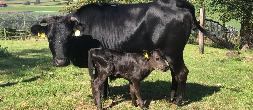 Vache du Dahomey et son veau