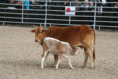Vache mère et veau zébu nain à la foire OLMA