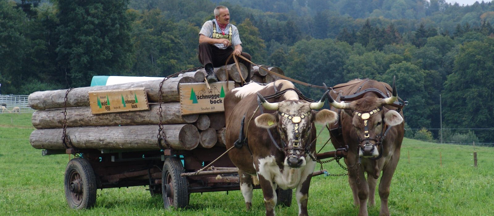 Attelage de bœufs devant un chariot avec des troncs d'arbres. Les bœufs ont des licols à ferrures dorées. Un homme en costume de travail est assis sur le chariot.