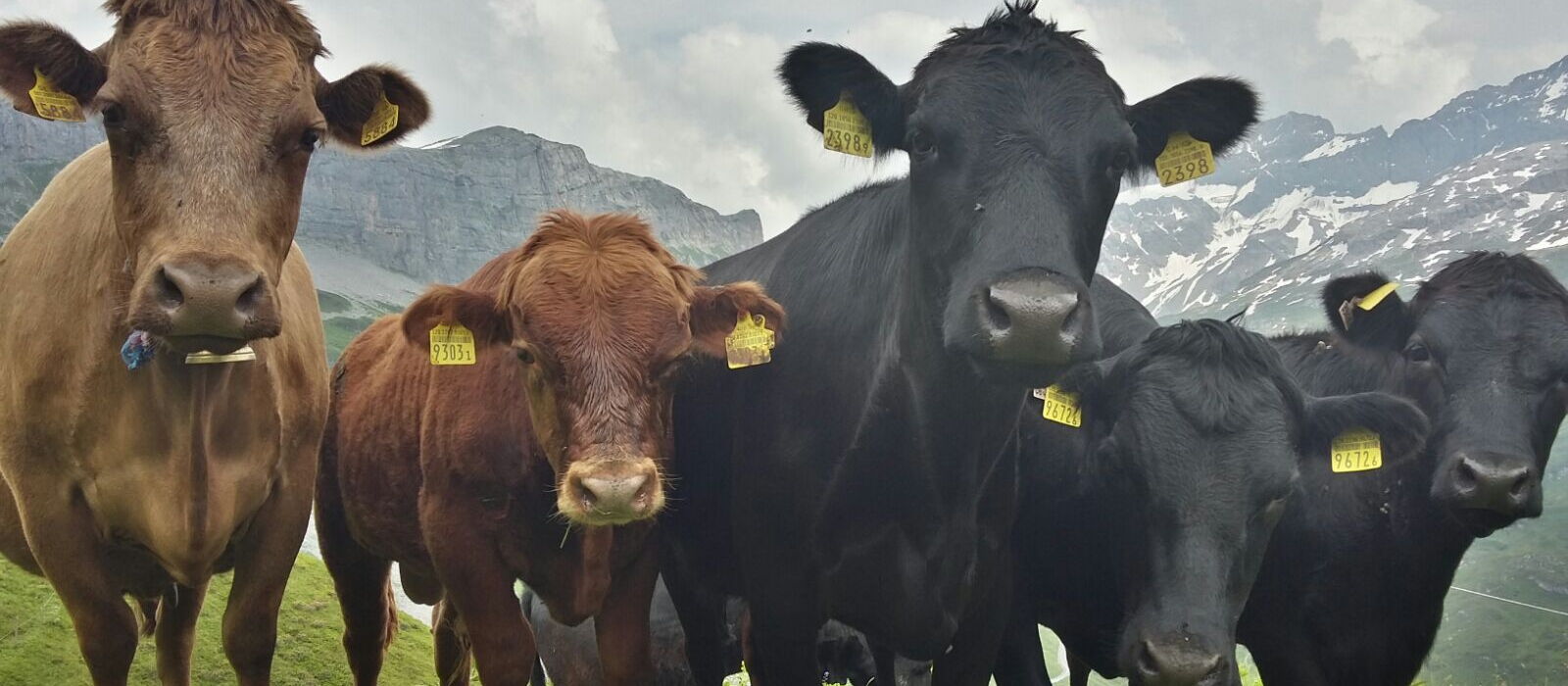 Vache Dexter et son veau