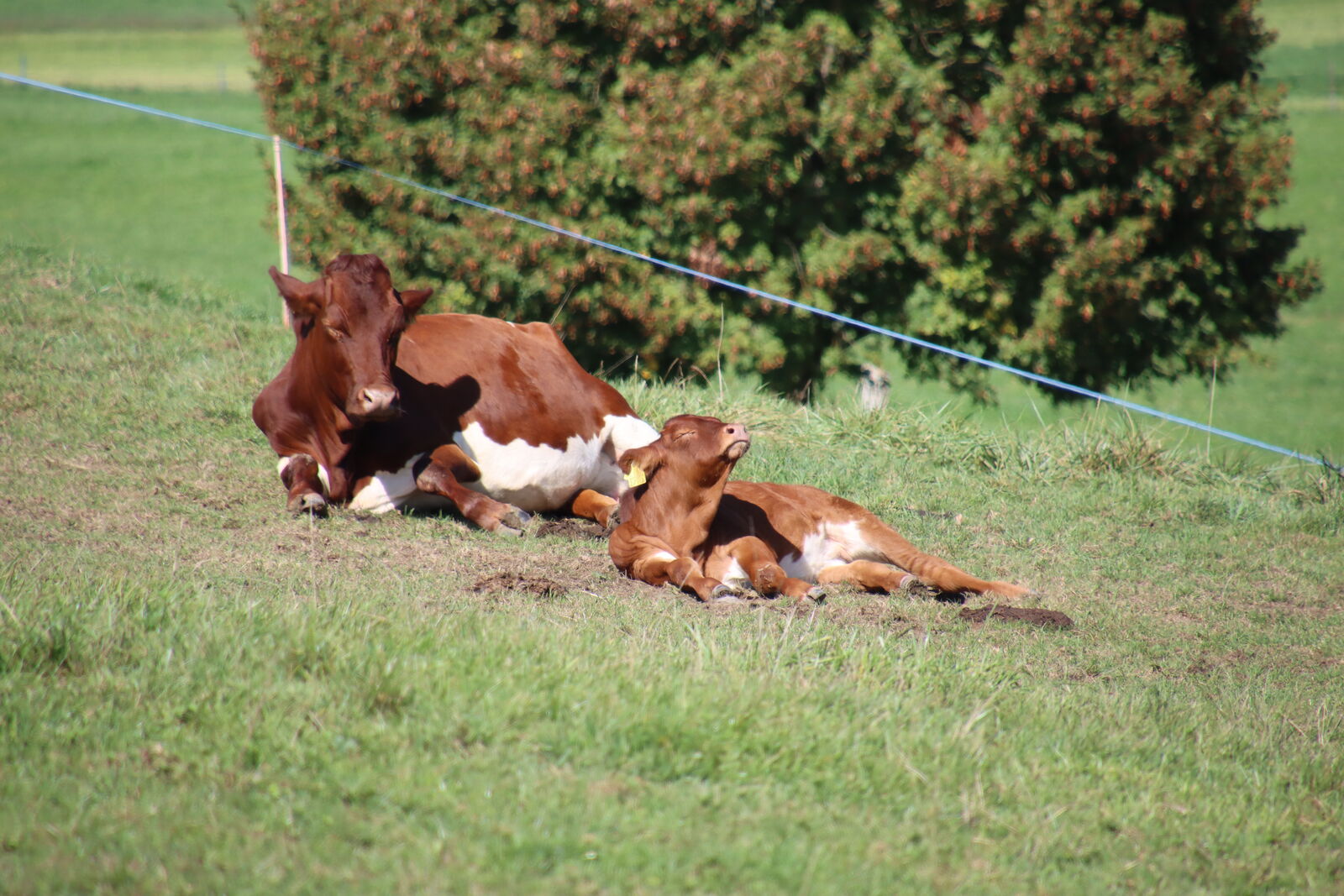 Une vache allaitante et son veau sont couchés, les yeux fermés, dans un pré à flanc de colline.