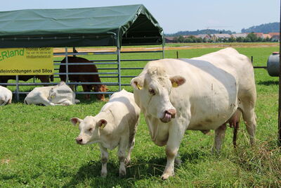 Animaux lors de la manifestation beef.ch à Bühl | Photo : Daniel Flückiger