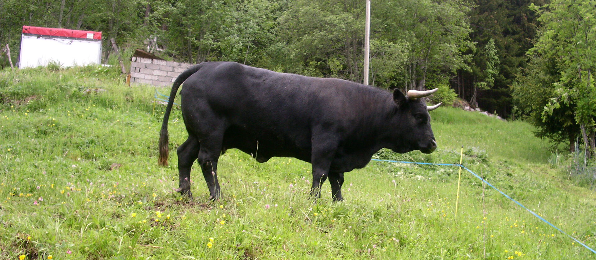 Eringer-Kuh und ihr Kalb