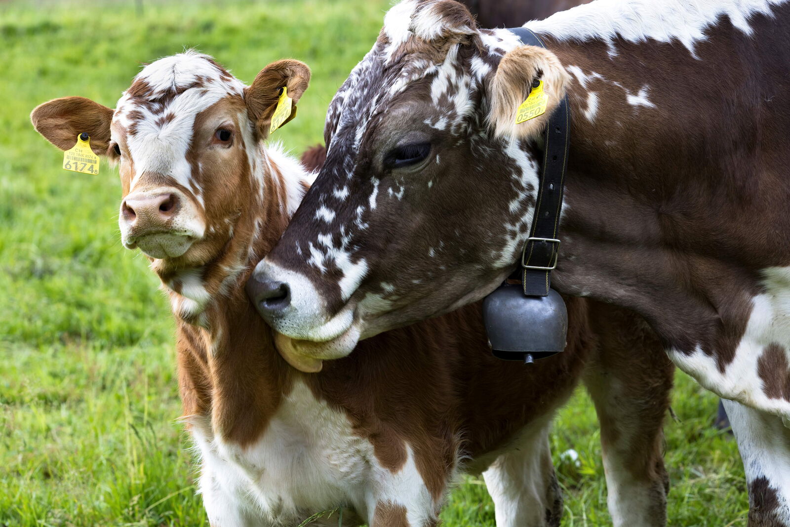 Dans la production Natura-Beef, le veau reste environ 10 mois avec sa mère. | Photo : Markus Bolliger