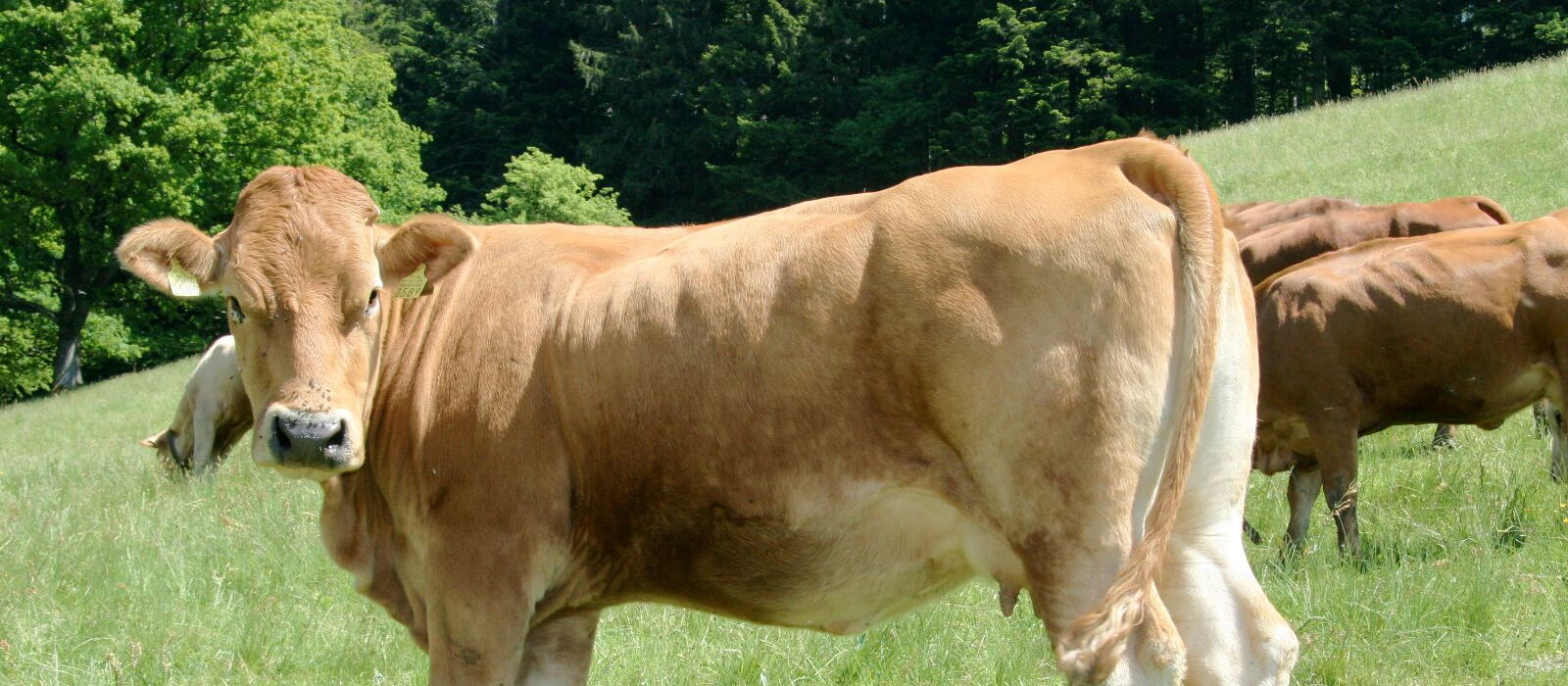 La vache Gelbvieh dans le troupeau de vaches allaitantes