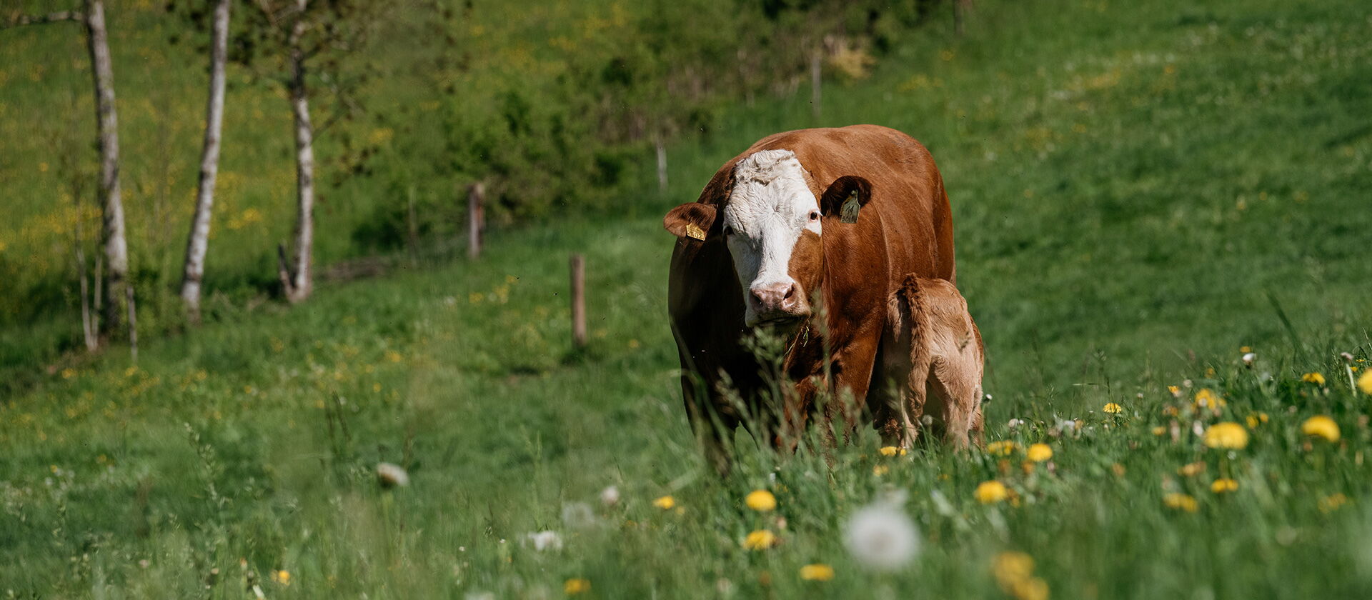 Rindfleisch-Label-Charolais