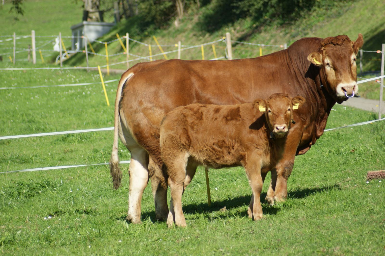 Deux tiers des Natura-Beef ont un père Limousin. Très souvent le taureau accompagne le troupeau et le veau grandit donc auprès de ses deux parents. (Photo: Anita Burri)