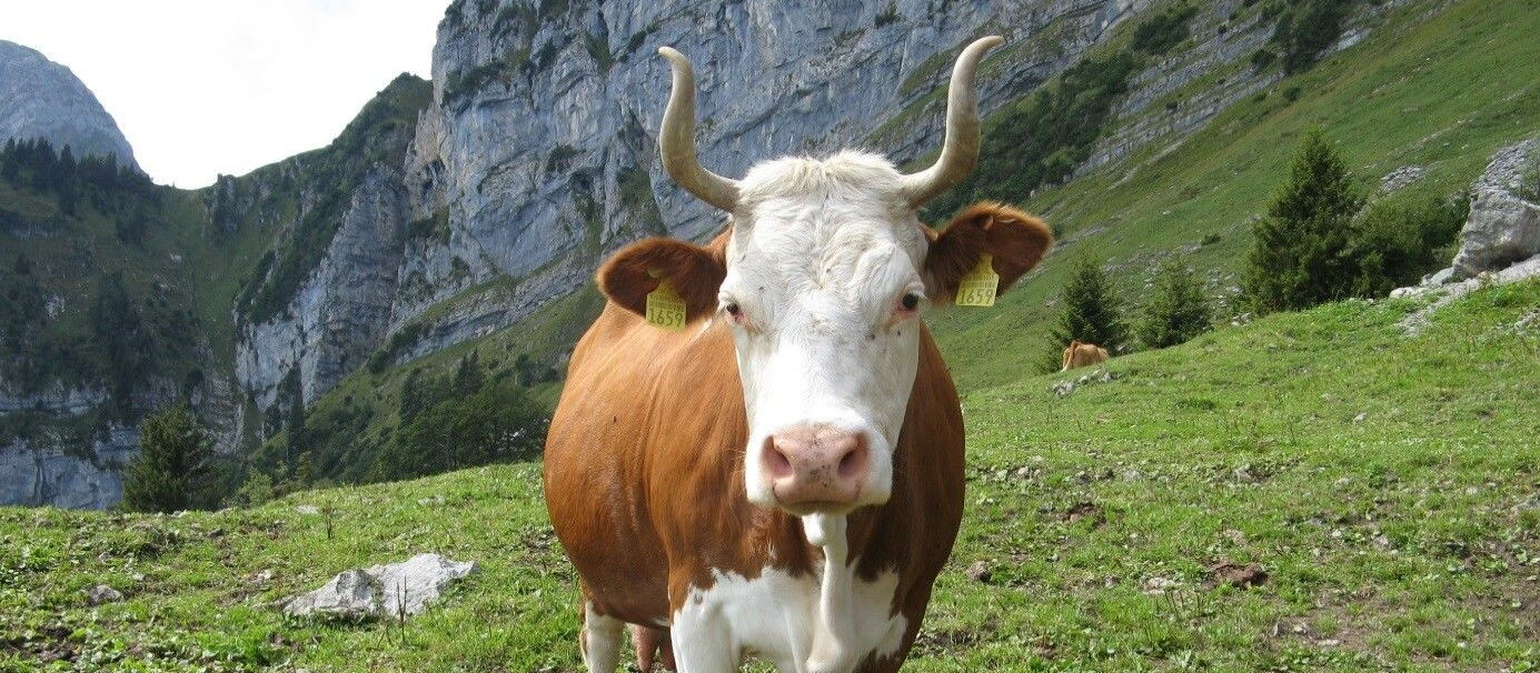 La vache d’Hinterwald est originaire du sud de la Forêt Noire.