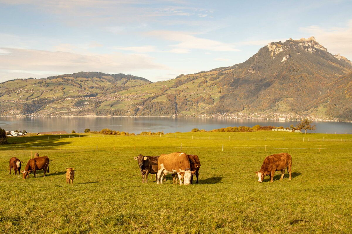 Vaches mères et veaux au pâturage, avec un lac et des montagnes en arrière-plan.