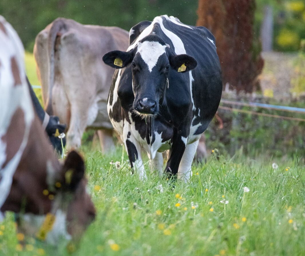 Vache laitière Holstein tachetée noir et blanc au pâturage