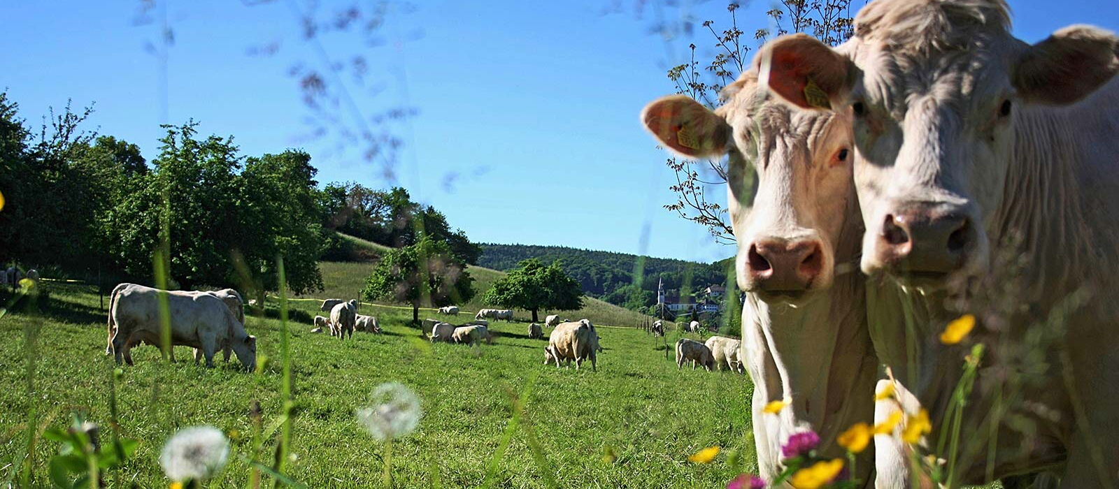Vaches charolaises au pâturage