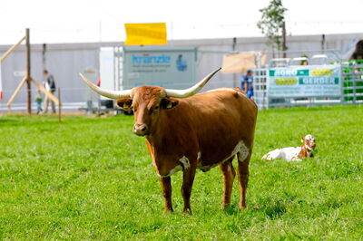 Vache mère Texas Longhorn et son veau lors d’une manifestation organisée par beef.ch | Photo : R. Ebnöther
