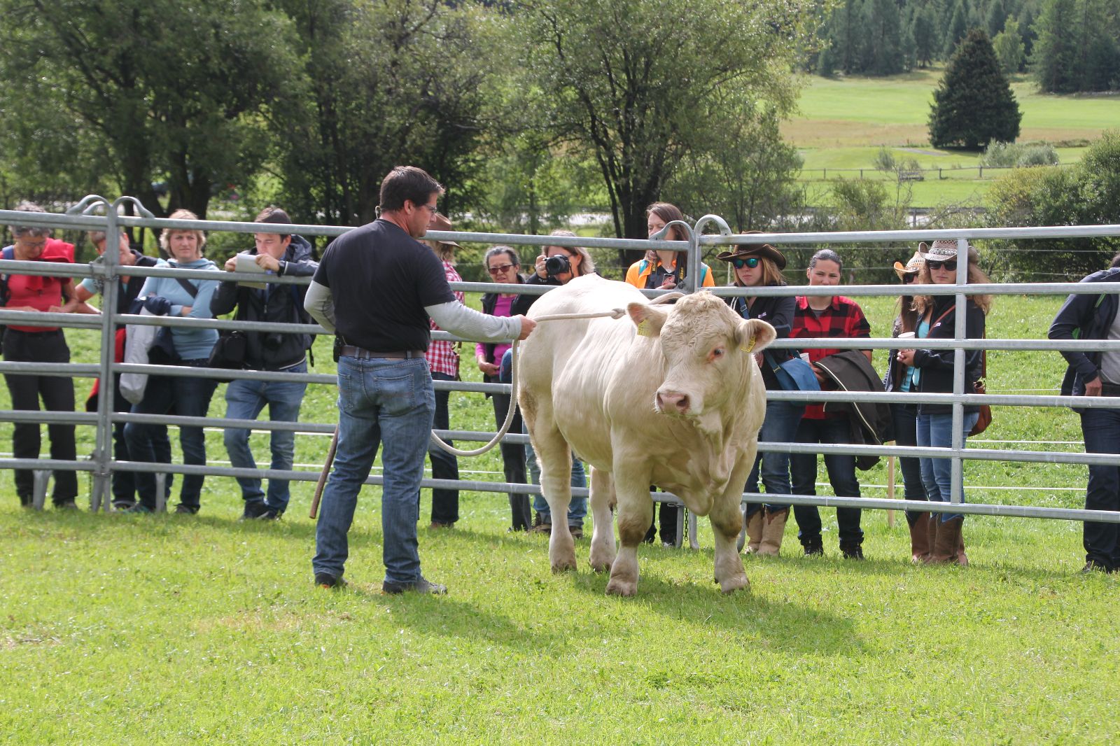 Armon Fliri travaille avec un taureau charolais sur le ring