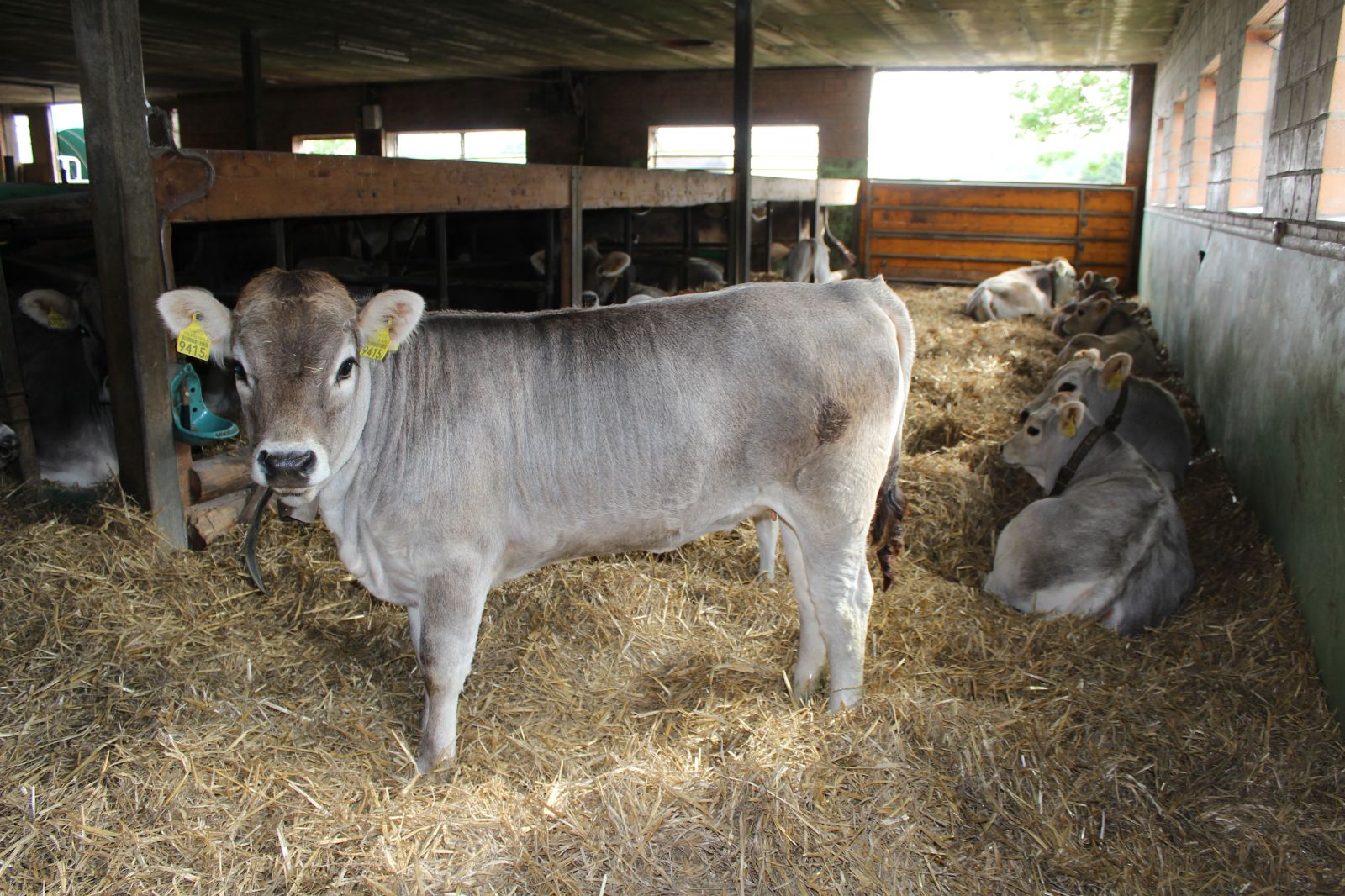 Les Natura-Beef et les Natura-Veal peuvent se déplacer librement dans l’écurie. Chaque animal dispose d’une aire de repos couverte de litière sèche.