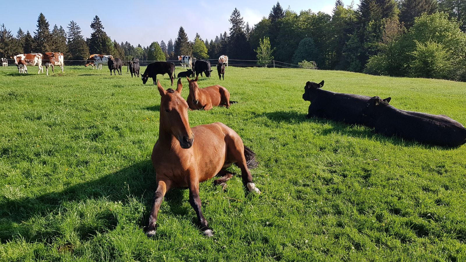 Une image typique dans le Jura : les vaches allaitantes et leurs veaux paissent aux côtés des chevaux sur de grands pâturages émaillés de rochers et d’épicéas.