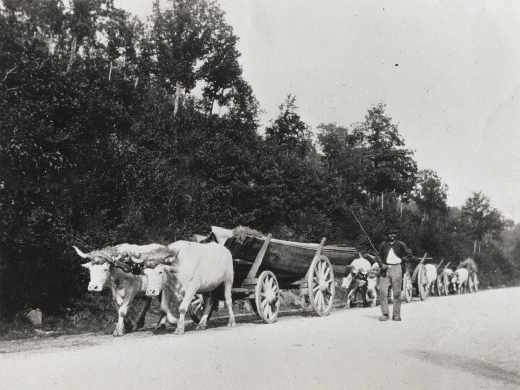Mutterkühe mit Kälbern auf Alpweide