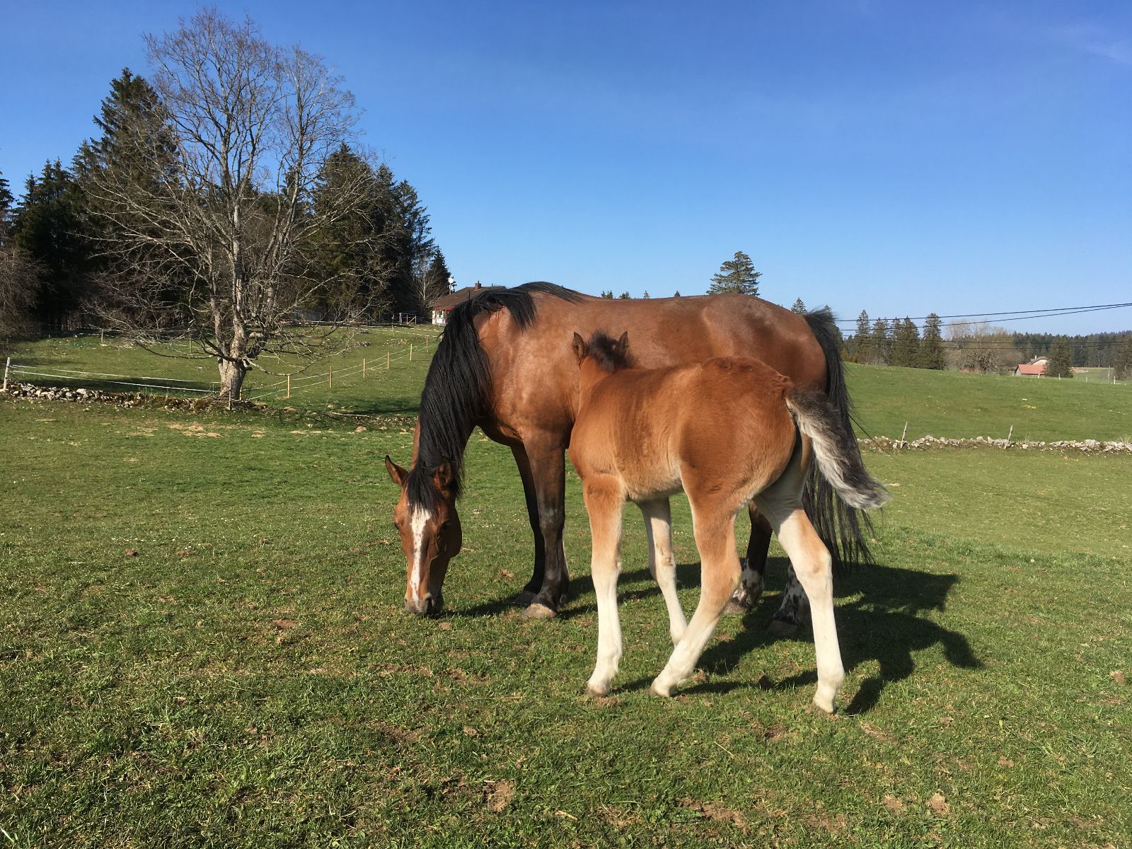 Le plateau des Franches-Montagnes, dans le Jura suisse, est le berceau de la race de chevaux du même nom, la seule race suisse. Les Franches-Montagnes ont une grande importance économique et socioculturelle pour la région.