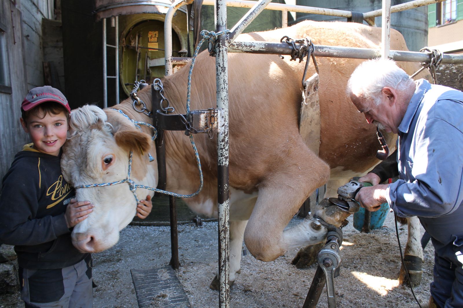 Les soins apportés aux onglons de nos jours ne peuvent pas être comparés au ferrage d’autrefois. Les vaches mères sont habituées à se rendre de temps en temps au congrain, par exemple pour une pédicure.