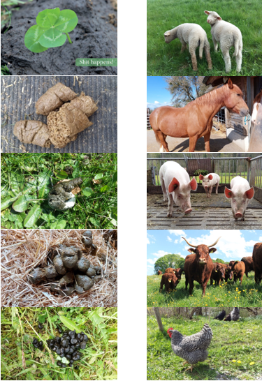 Dans la colonne de gauche, on voit des excréments d'animaux de ferme. Dans la colonne de droite, on voit un cheval, des cochons, des vaches allaitantes et des veaux, une chèvre, des agneaux, des oies, une poule.