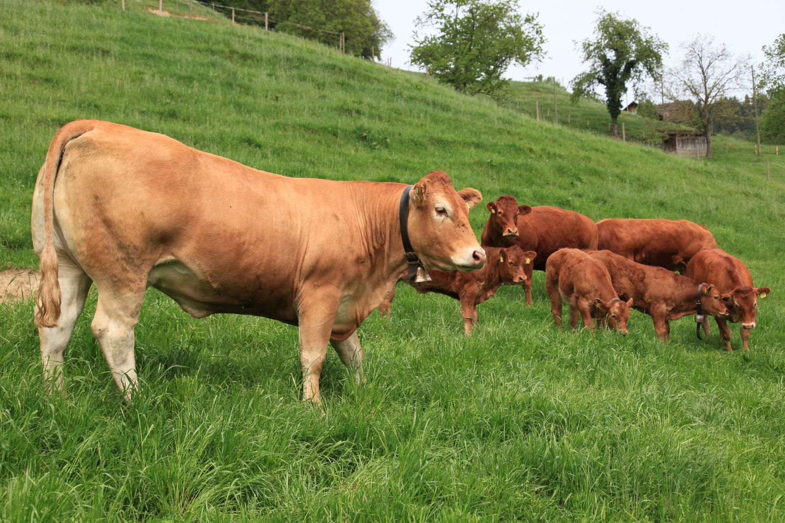 Vaches mères limousines et veaux dans le pâturage en pente