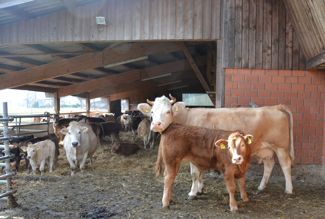 Vache mère et veau dans la courette devant l'étable avec aire de repos recouverte de litière, où se trouvent d'autres vaches et veaux