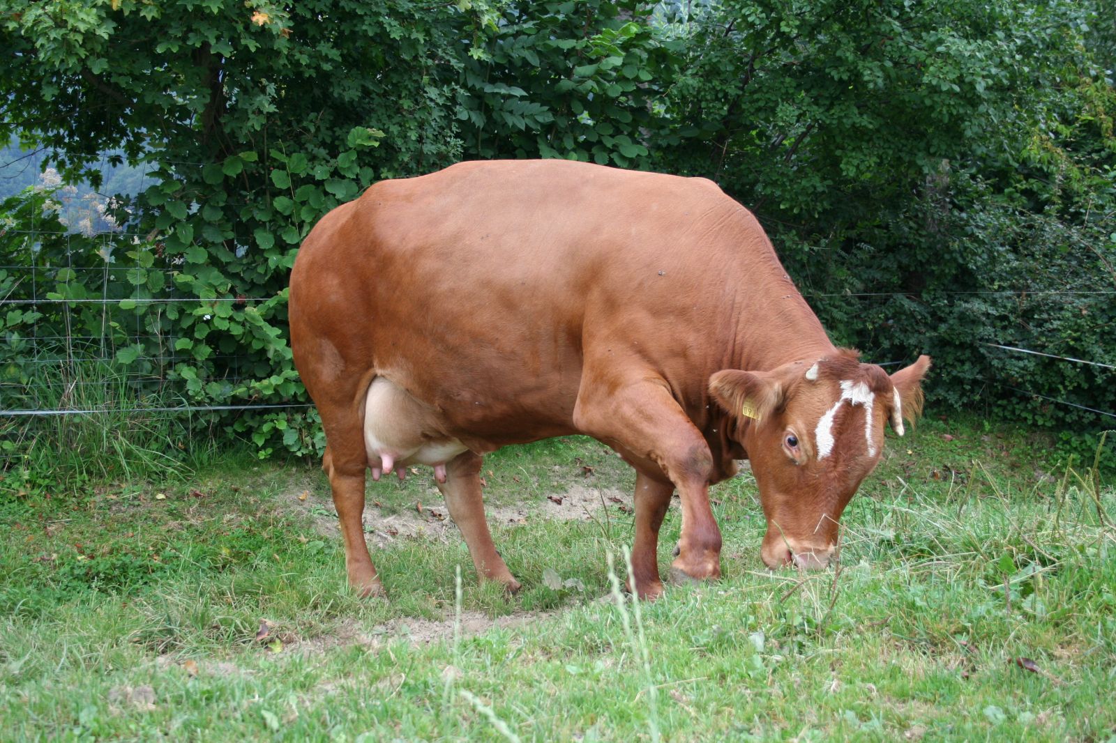 Il faut toujours s’attendre à ce qu’une vache allaitante protège son veau.