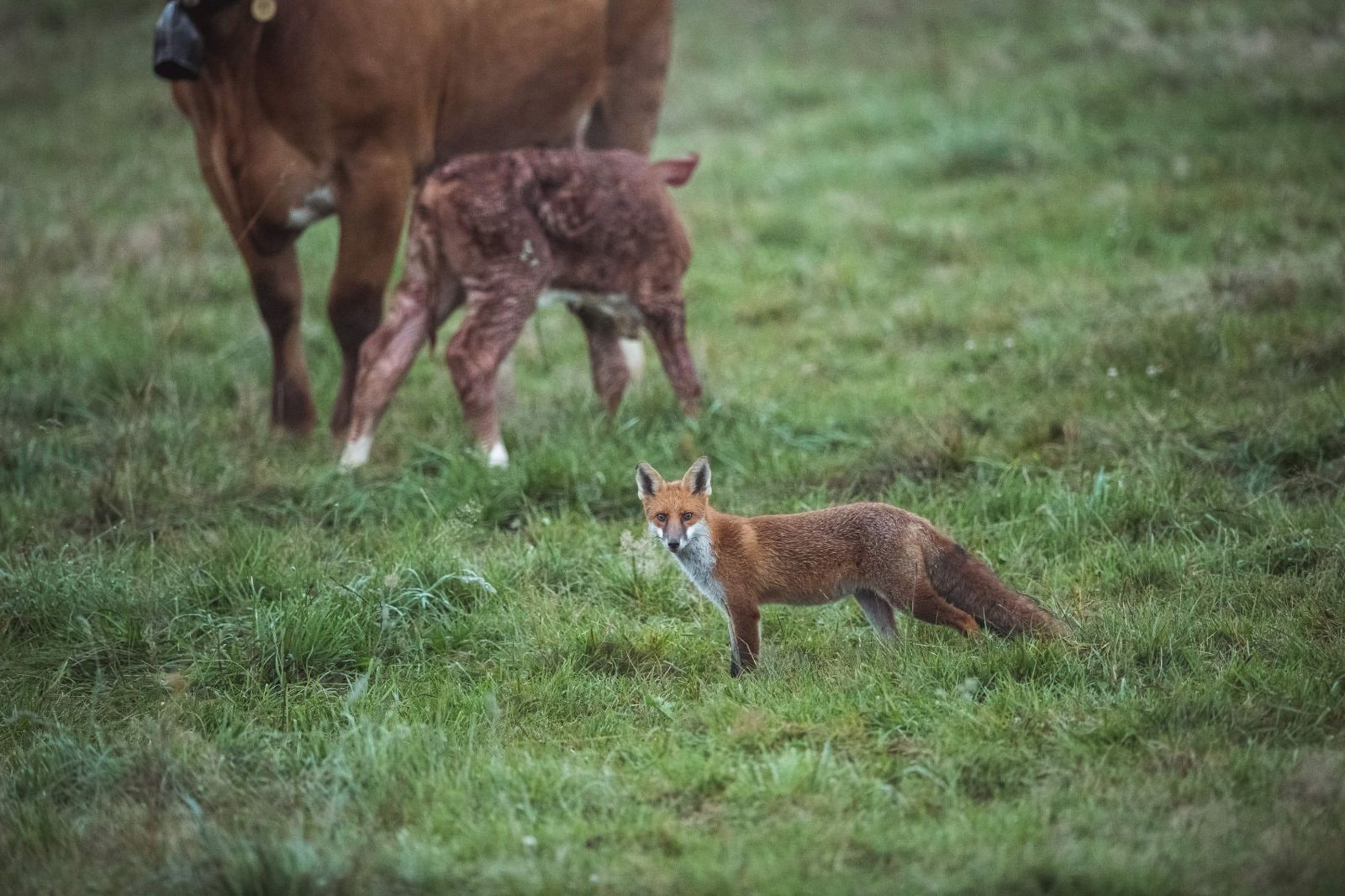 Généralement timides, attendrissants, mignons... et malgré tout prédateurs.