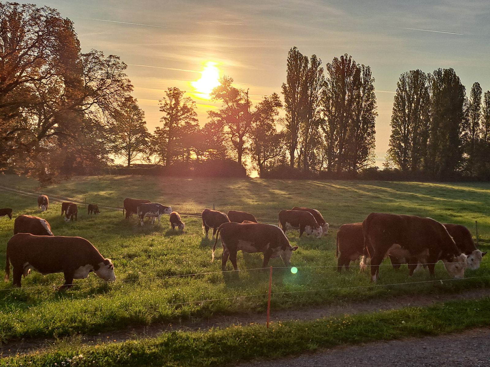 Les troupeaux allaitants Hereford permettent de valoriser l’herbe des prairies, qui sont essentielles dans la rotation des cultures pour maintenir la fertilité des sols. (Photo : màd)