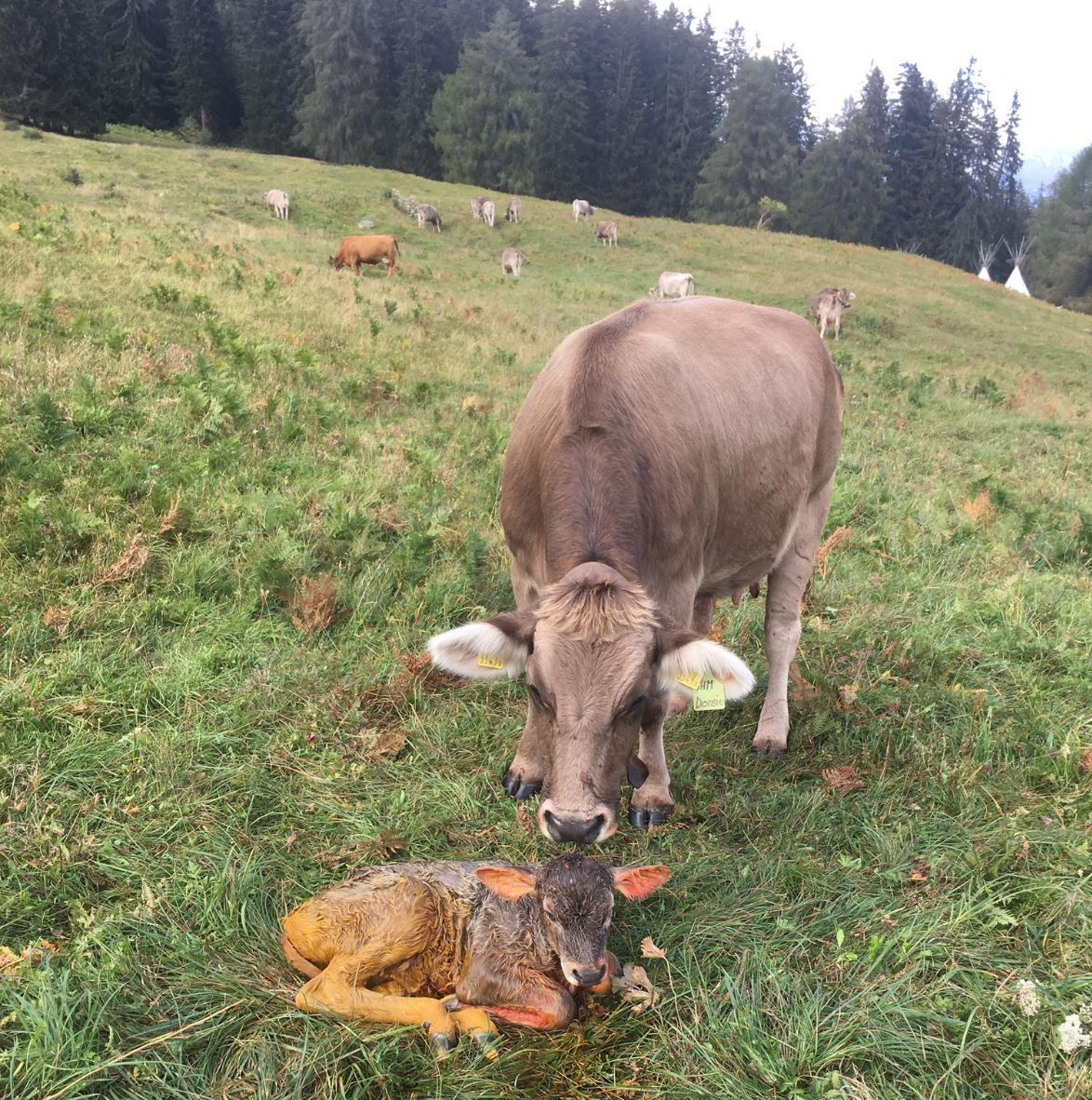 Une vache avec son veau nouveau-né. Une naissance au pâturage est ce qu’il y a de plus naturel au monde.