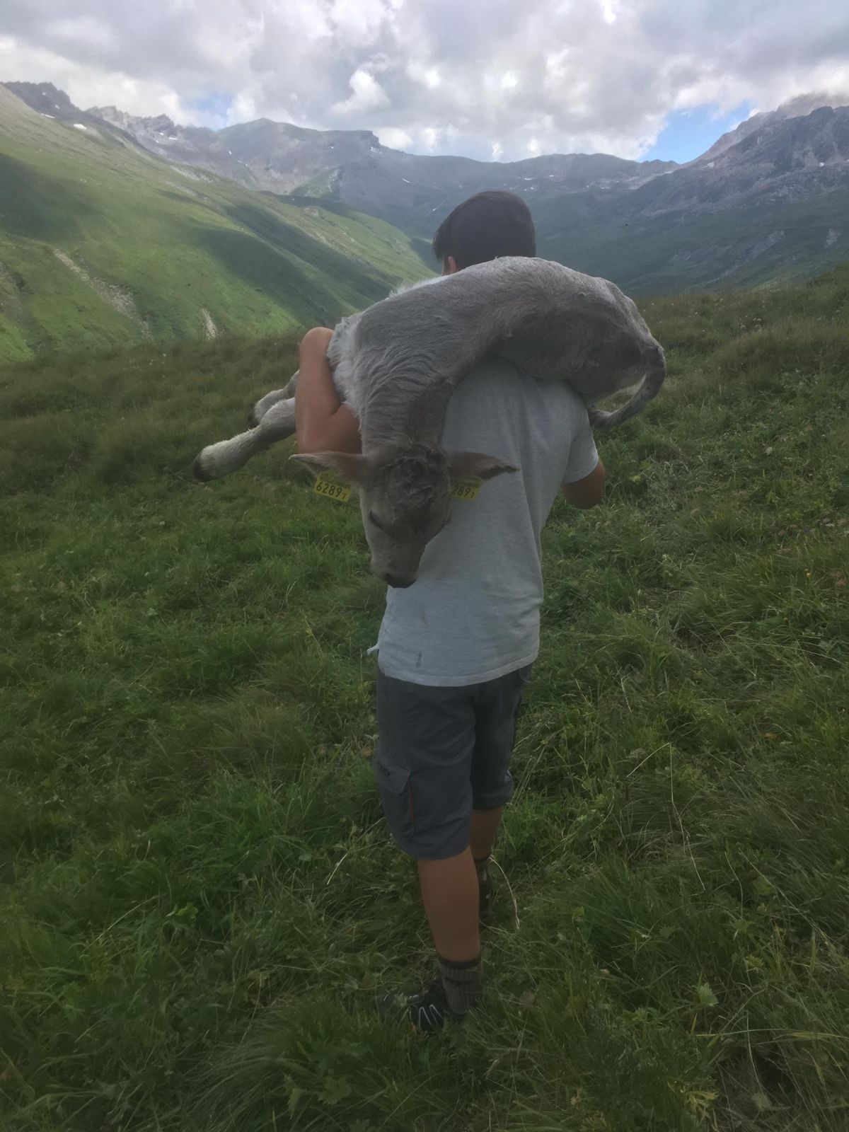 La santé et le développement de nos veaux sont notre priorité numéro un. Nous faisons tout pour eux. Nous les portons dans nos bras ou sur nos épaules si la situation l’exige.
