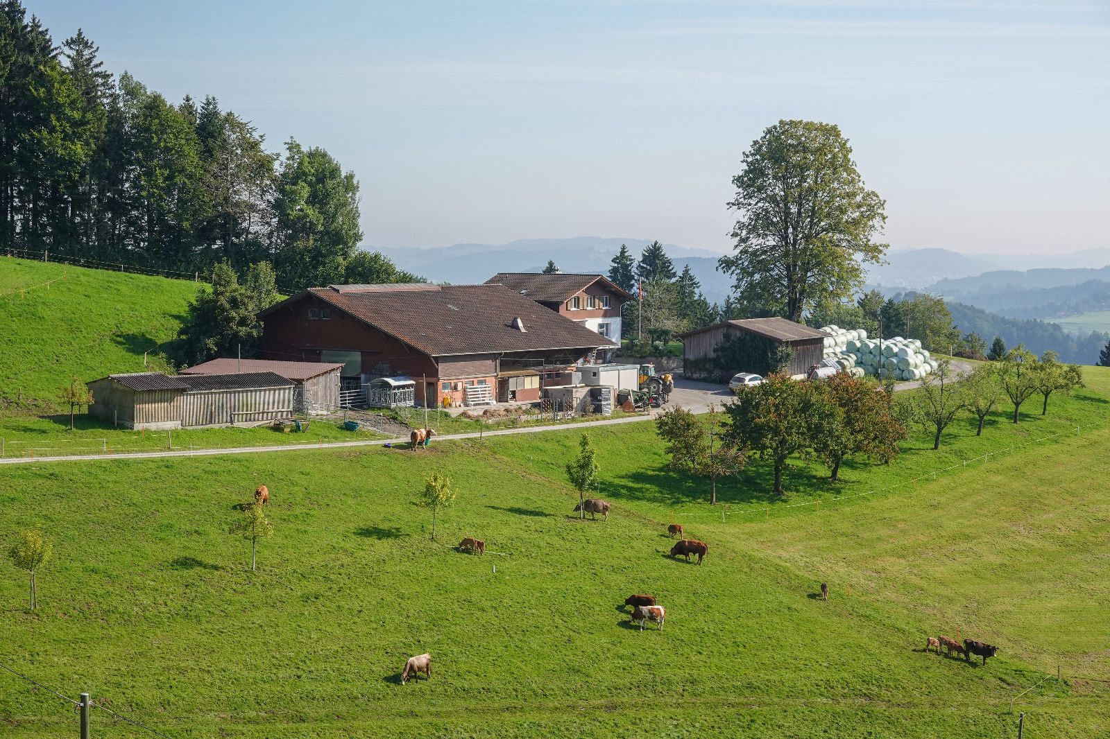 L’exploitation d’Irma et Urs Schatt avec leur troupeau de vaches allaitantes au pâturage.