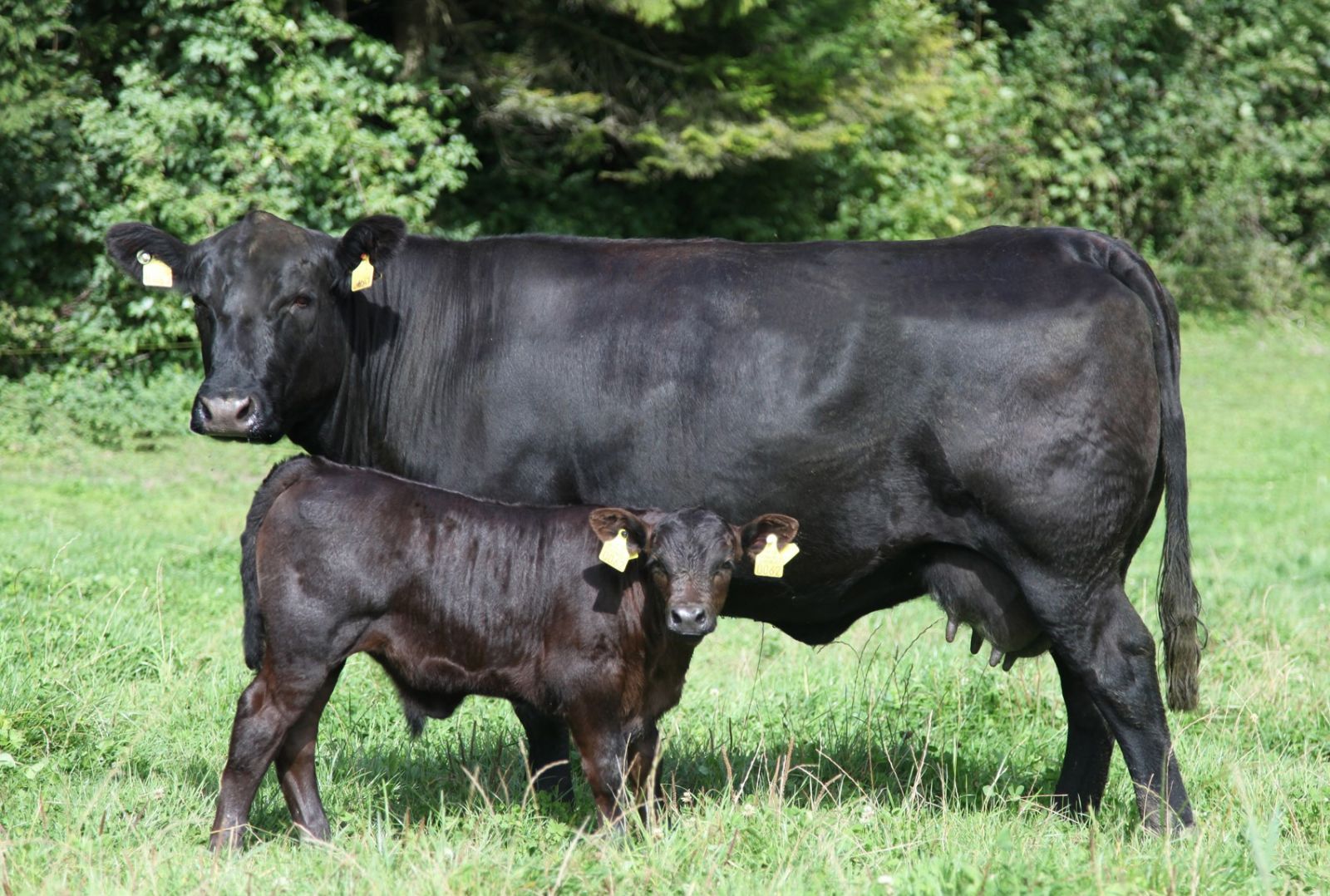 Depuis 40 ans pour Natura-Beef et 11 ans pour Natura-Veal, ces deux labels de l’élevage allaitant valorisent l’herbe par la viande et garantissent une détention naturelle et respectueuse des animaux. La qualité de A à Z ou de la fourche à la fourchette.