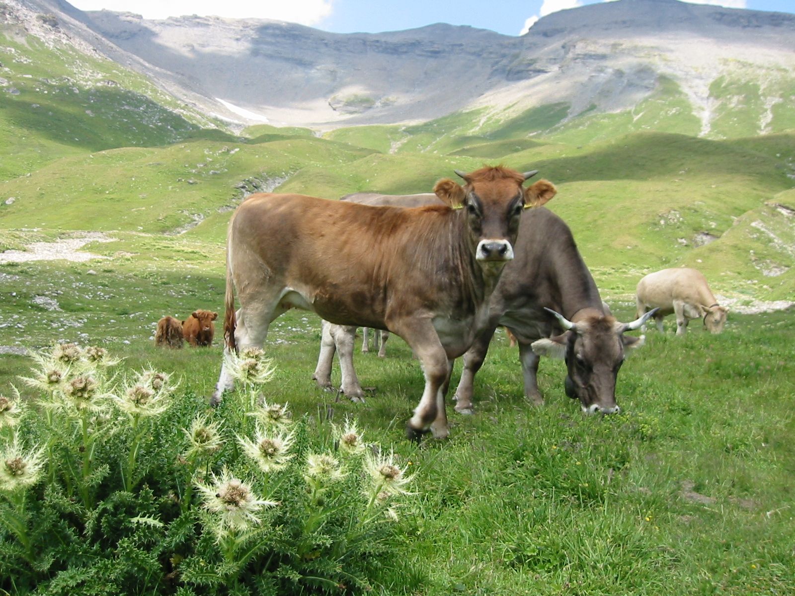 La production animale est toujours sujette à controverse dans les discussions climatiques. Cependant, la pâture des alpages et des pentes raides par les vaches allaitantes et leurs veaux est le meilleur moyen de maintenir ouverts ces paysages.