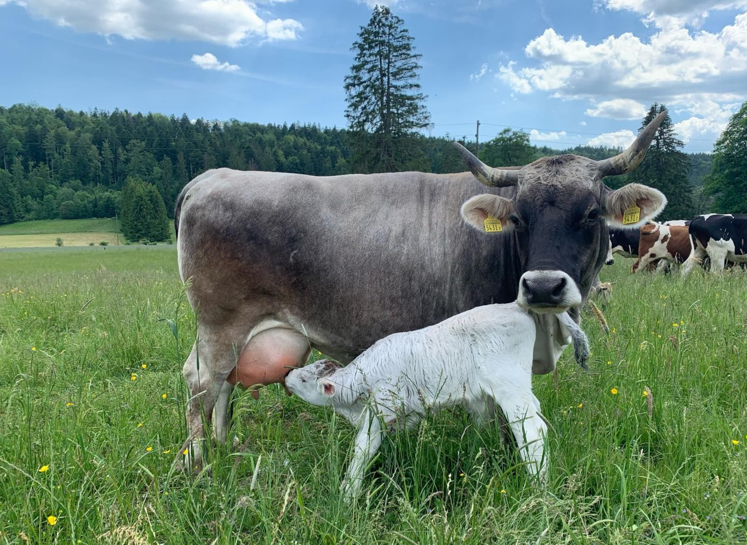 Une vache mère grise au pâturage allaite son petit veau