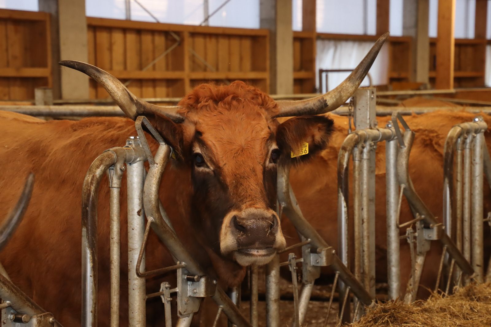 Chez les Aubrac aussi, Rebekka considère le bon caractère comme un critère déterminant pour l’élevage.