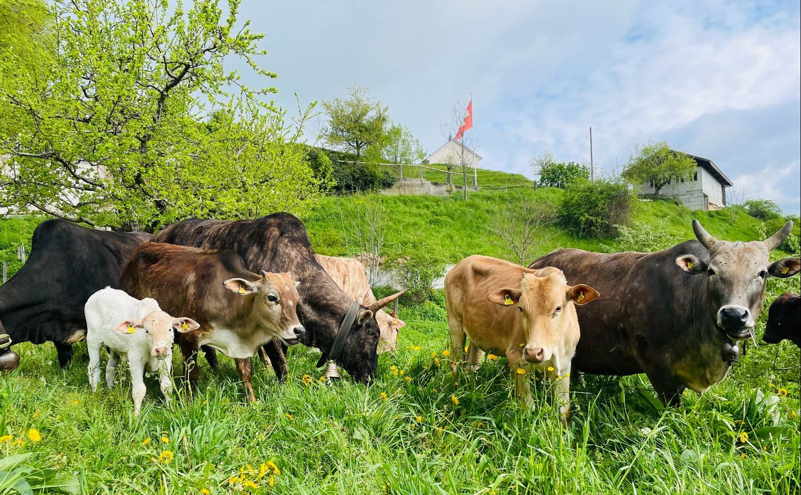 Rebekka Strub n'élève pas seulement des animaux de la race Aubrac, mais aussi différents zébus. Elle espère ainsi obtenir des animaux adaptés à la région et aux défis futurs.