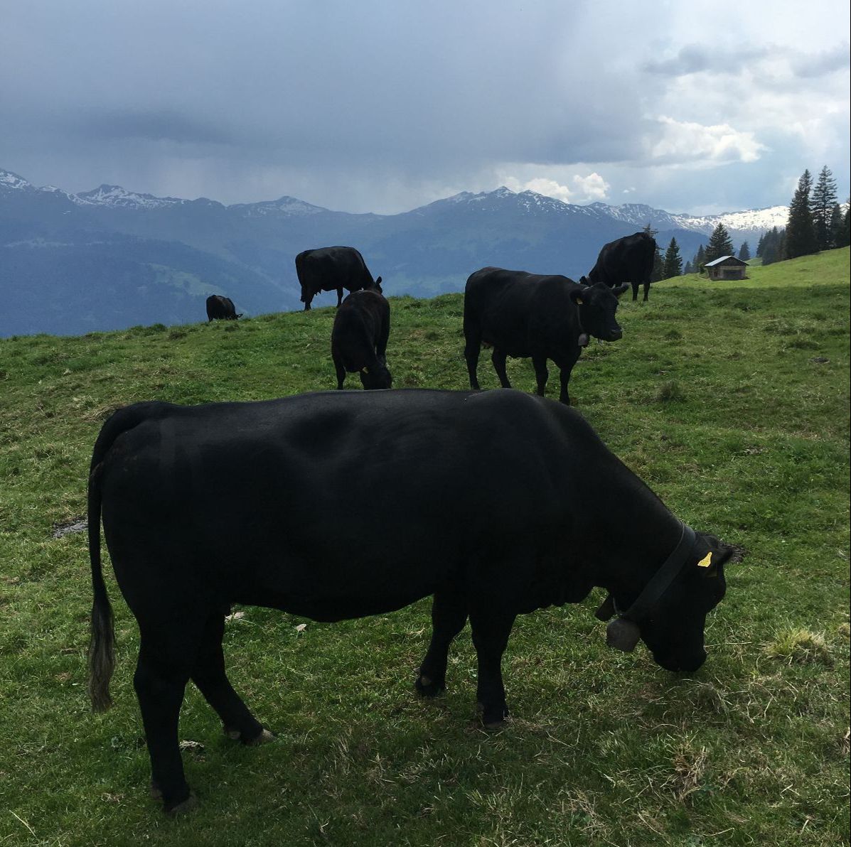 Il y a 20 ans, l’élevage de vaches allaitantes n’était pas encore très répandu. Qui aurait pensé que la production de Natura-Beef serait aujourd’hui considérée comme le mode de production de viande le plus naturel et le plus durable ?