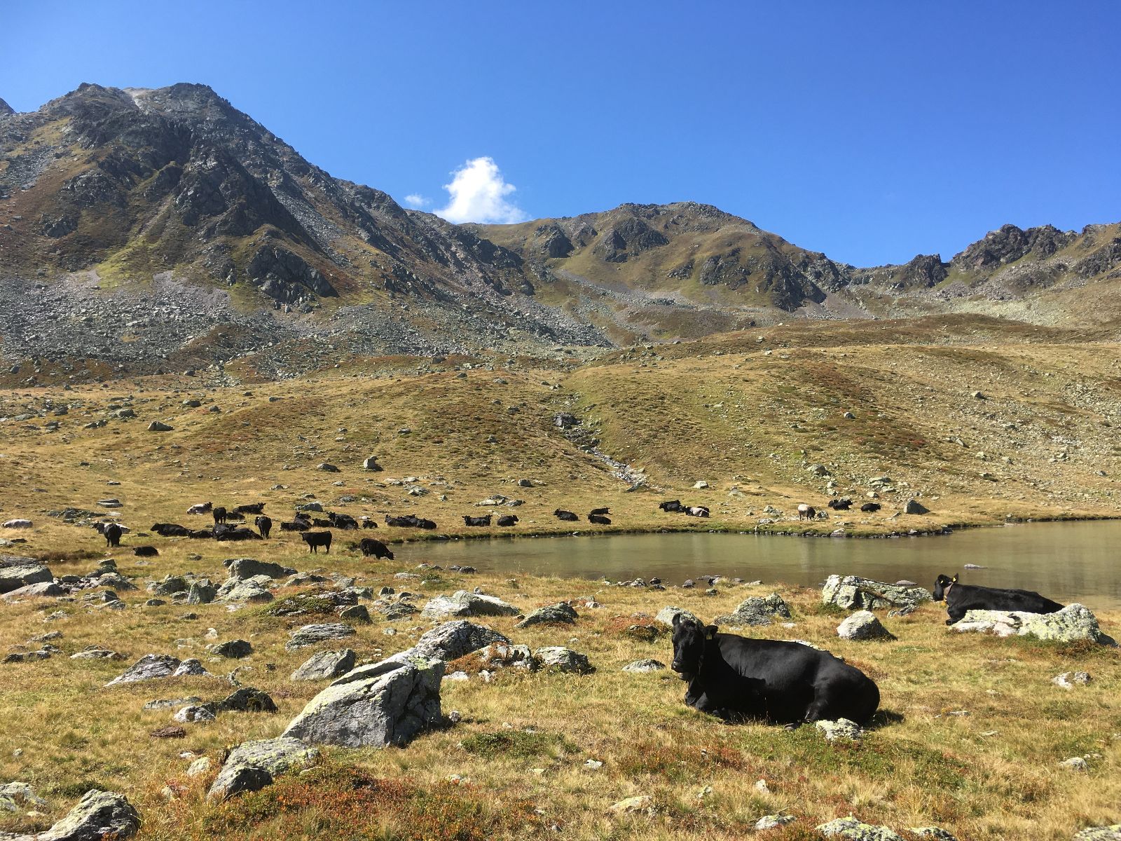 Pendant les mois d’été, les Angus de Reto et Käthi cherchent elles-mêmes leur nourriture et leur eau dans les pâturages alpins.